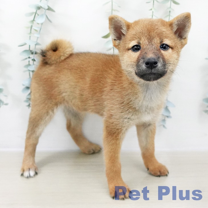 茨城県の柴犬(標準サイズ) (つくば店/2025年8月8日生まれ/女の子/赤)の子犬の2枚目の画像