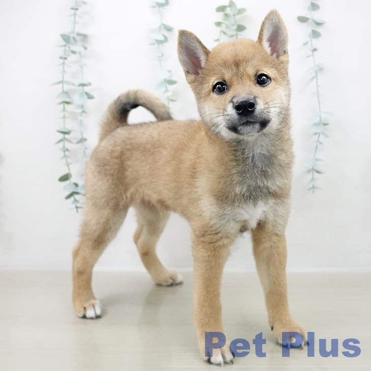 岩手県の柴犬(標準サイズ) (ペットプラス盛岡南店/2025年8月6日生まれ/男の子/赤)の子犬