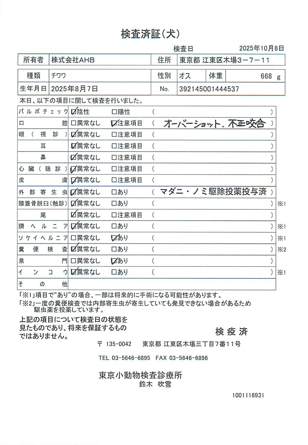 チワワ