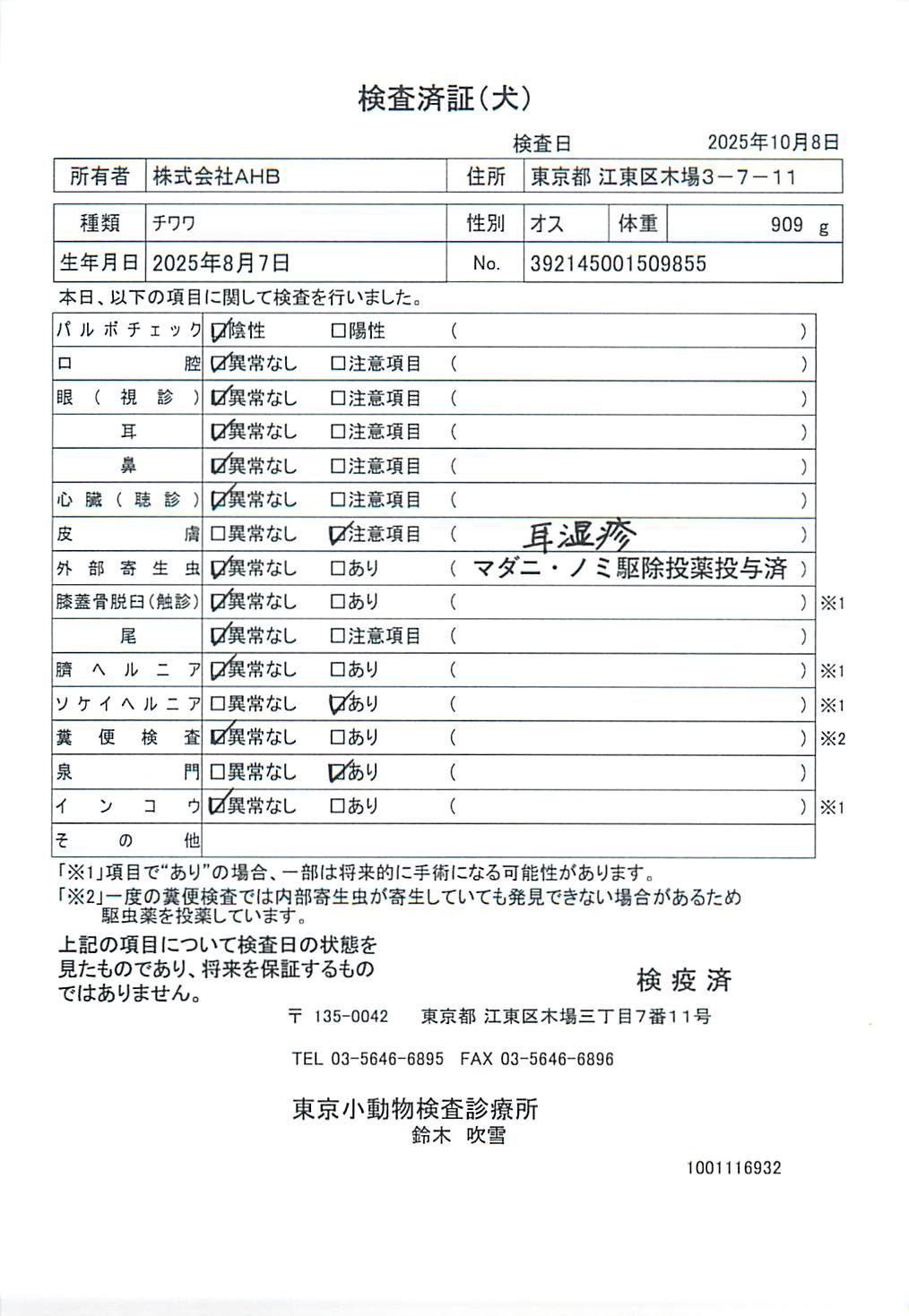 チワワ