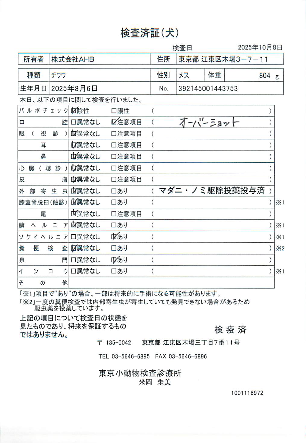 チワワ