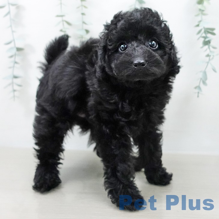 埼玉県のトイプードル(トイ) (ペットプラス コクーンシティ店/2025年8月10日生まれ/男の子/ブラック)の子犬の1枚目の画像