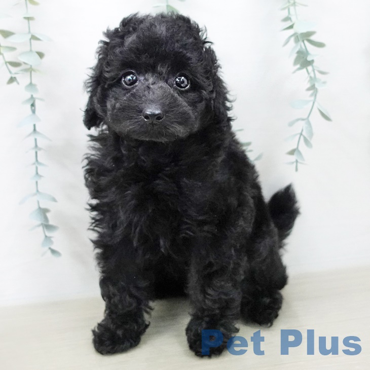 埼玉県のトイプードル(トイ) (ペットプラス コクーンシティ店/2025年8月10日生まれ/男の子/ブラック)の子犬の2枚目の画像