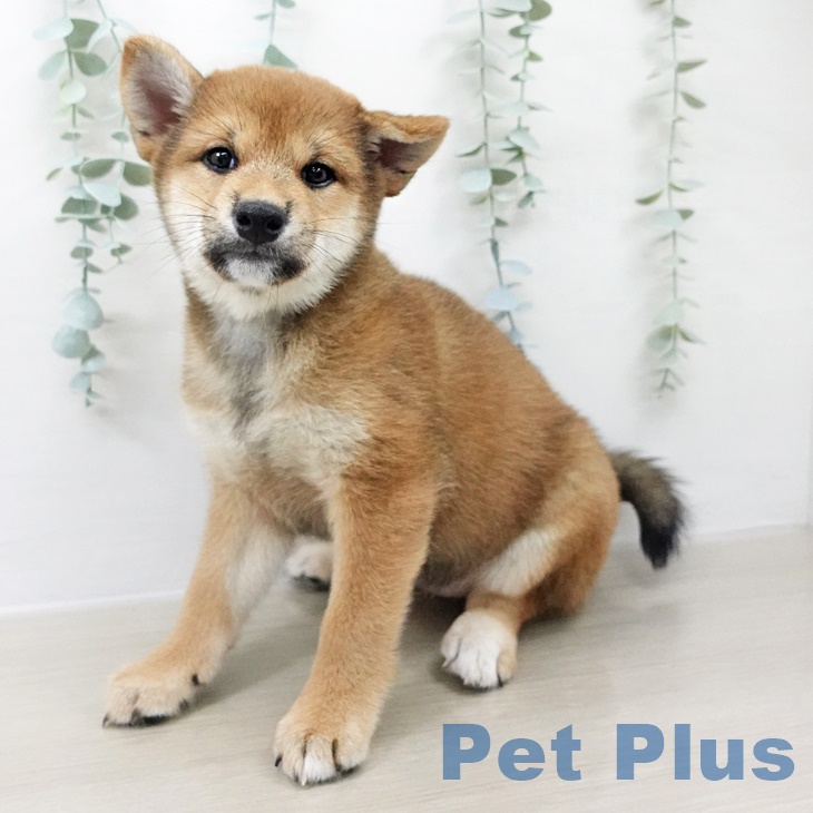 埼玉県の柴犬(標準サイズ) (羽生店/2025年8月11日生まれ/女の子/赤)の子犬の1枚目の画像
