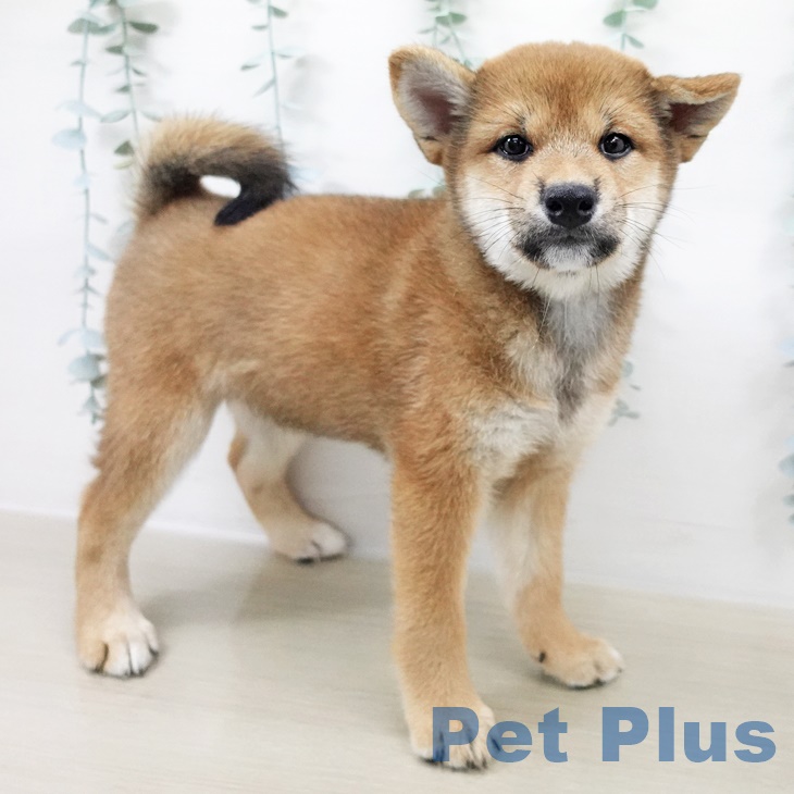 埼玉県の柴犬(標準サイズ) (羽生店/2025年8月11日生まれ/女の子/赤)の子犬の2枚目の画像