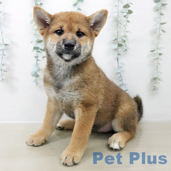 東京都の柴犬(標準サイズ) (南砂町SUNAMO店/2025年8月11日生まれ/女の子/赤)の子犬の1枚目の画像