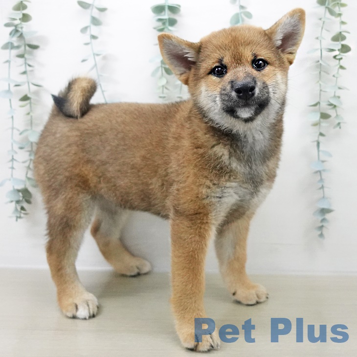 東京都の柴犬(標準サイズ) (南砂町SUNAMO店/2025年8月11日生まれ/女の子/赤)の子犬の2枚目の画像