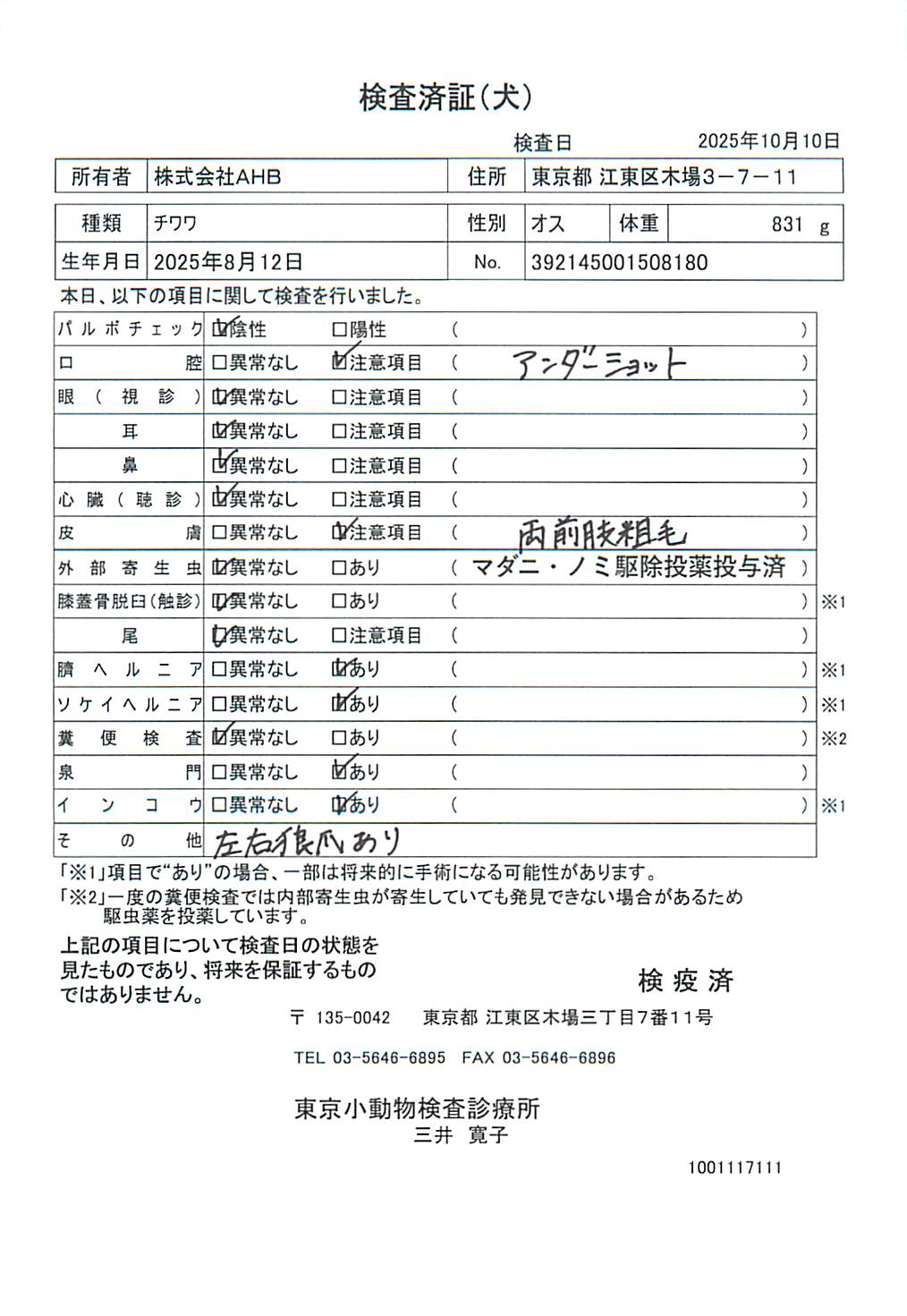 チワワ