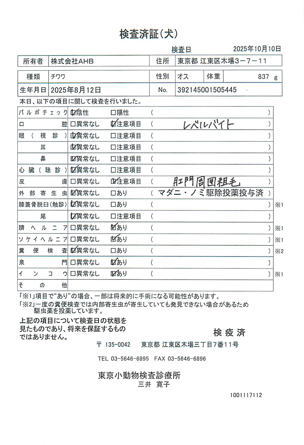 チワワ