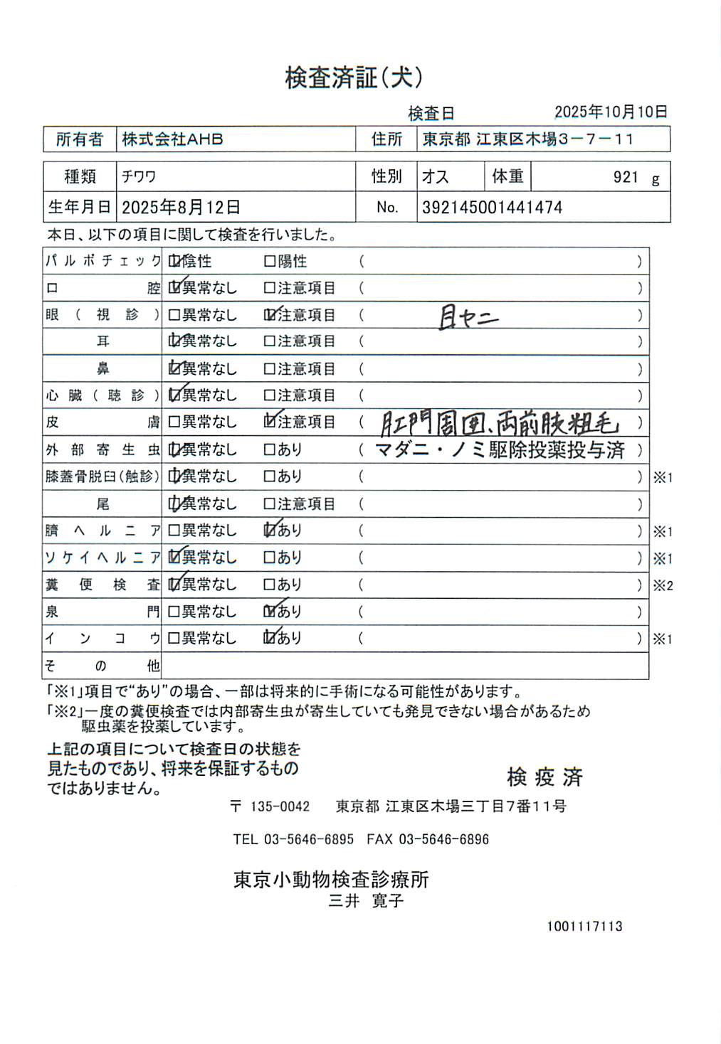 チワワ