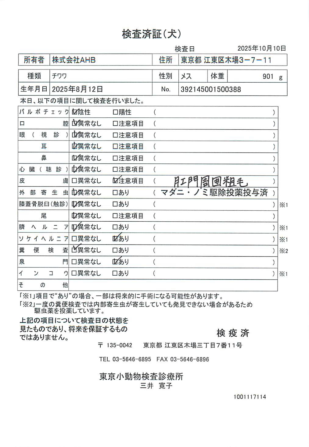チワワ