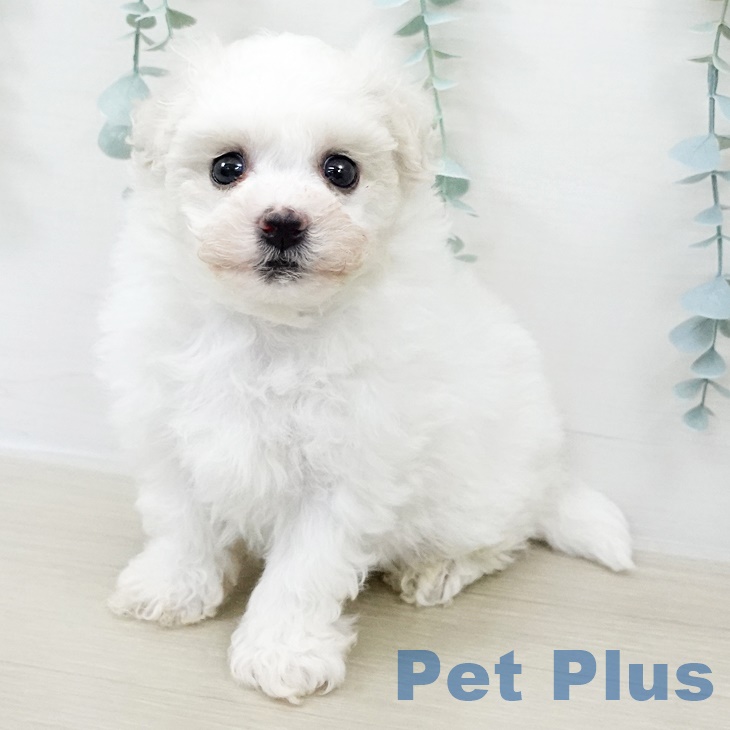 埼玉県のビションフリーゼ (ペットプラス ららぽーと富士見店/2025年8月13日生まれ/男の子/ホワイト)の子犬の1枚目の画像