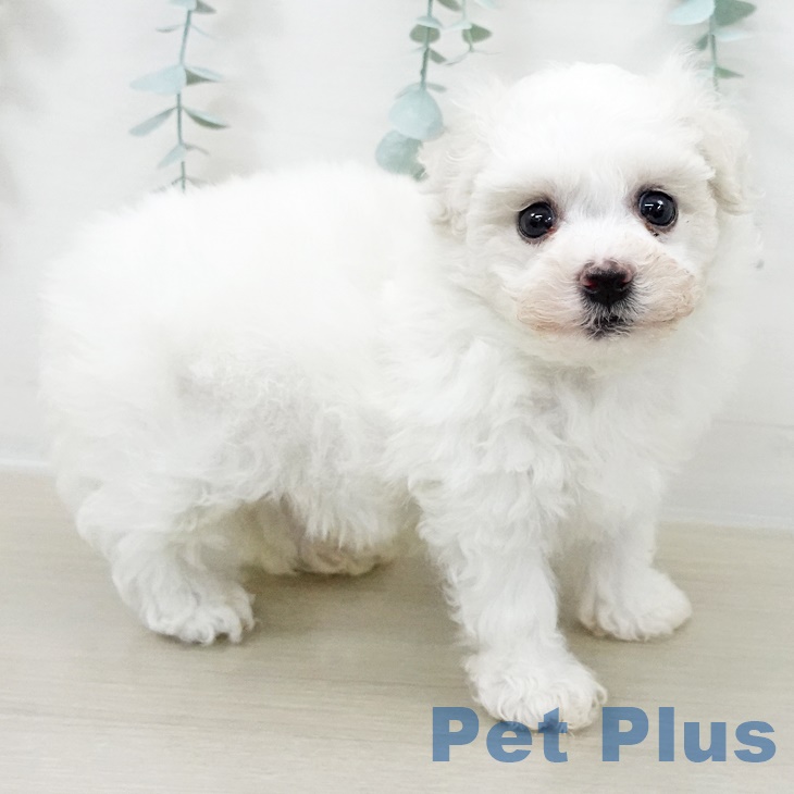 埼玉県のビションフリーゼ (ペットプラス ららぽーと富士見店/2025年8月13日生まれ/男の子/ホワイト)の子犬の2枚目の画像