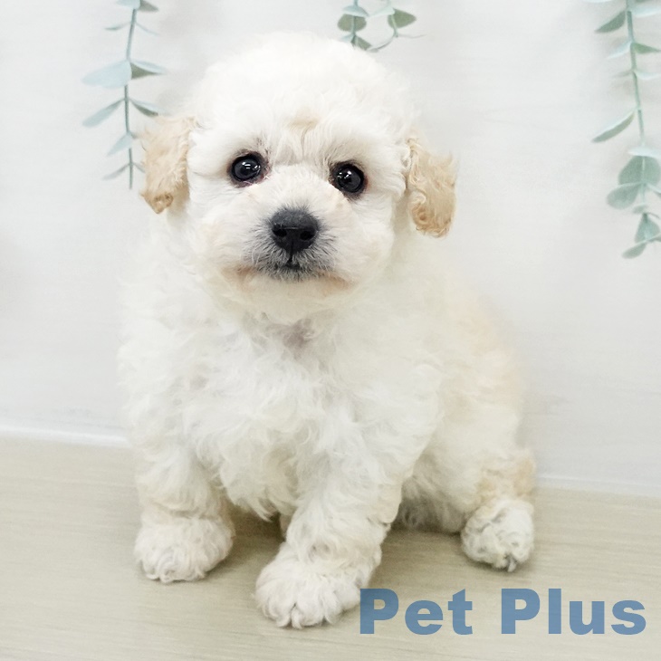 トイ・プードル