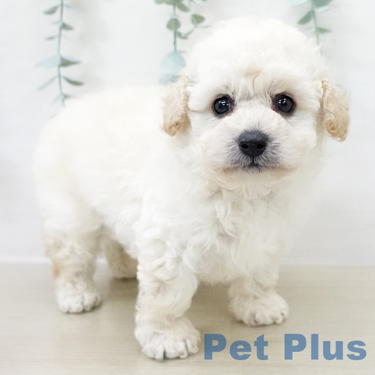 トイ・プードルの写真2