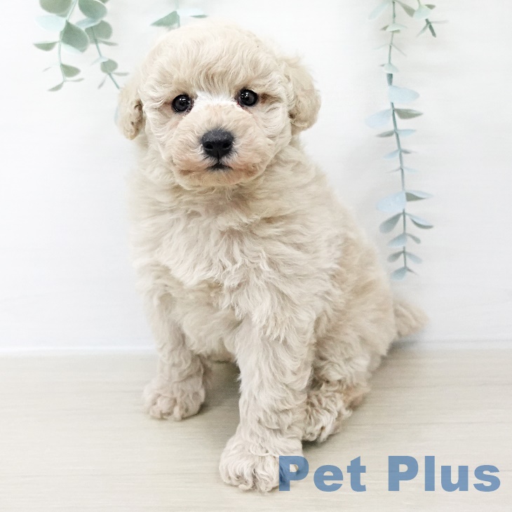 長野県のトイプードル(トイ) (ペットプラス須坂店/2025年8月11日生まれ/男の子/クリーム)の子犬