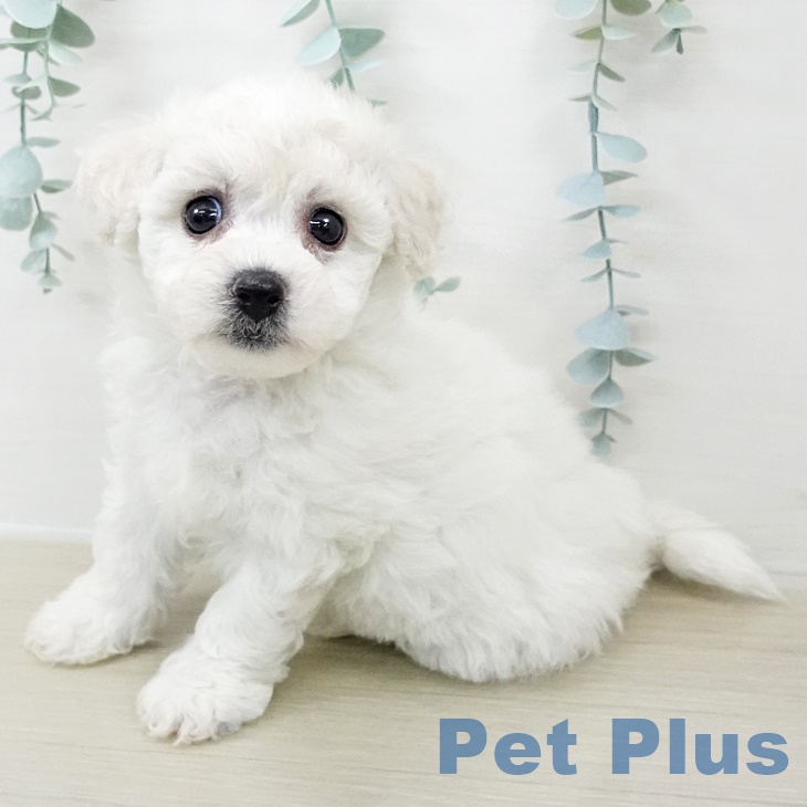 埼玉県のビションフリーゼ (ペットプラス 羽生店/2025年8月13日生まれ/女の子/ホワイト)の子犬の1枚目の画像
