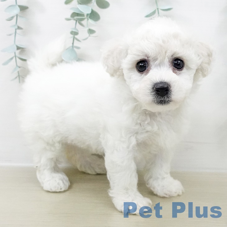 埼玉県のビションフリーゼ (ペットプラス 羽生店/2025年8月13日生まれ/女の子/ホワイト)の子犬の2枚目の画像