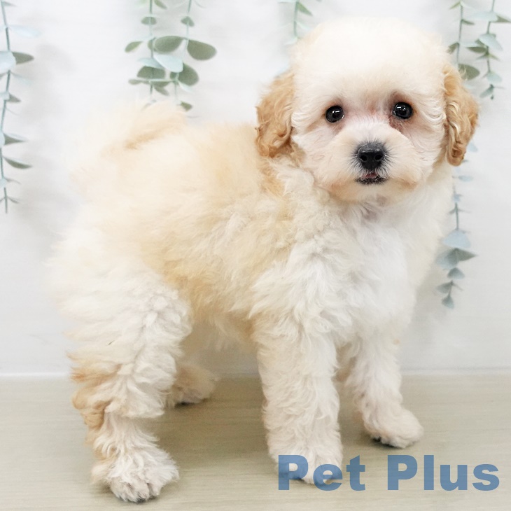 茨城県のトイプードル(トイ) (ペットプラスつくば店/2025年8月10日生まれ/女の子/クリーム)の子犬