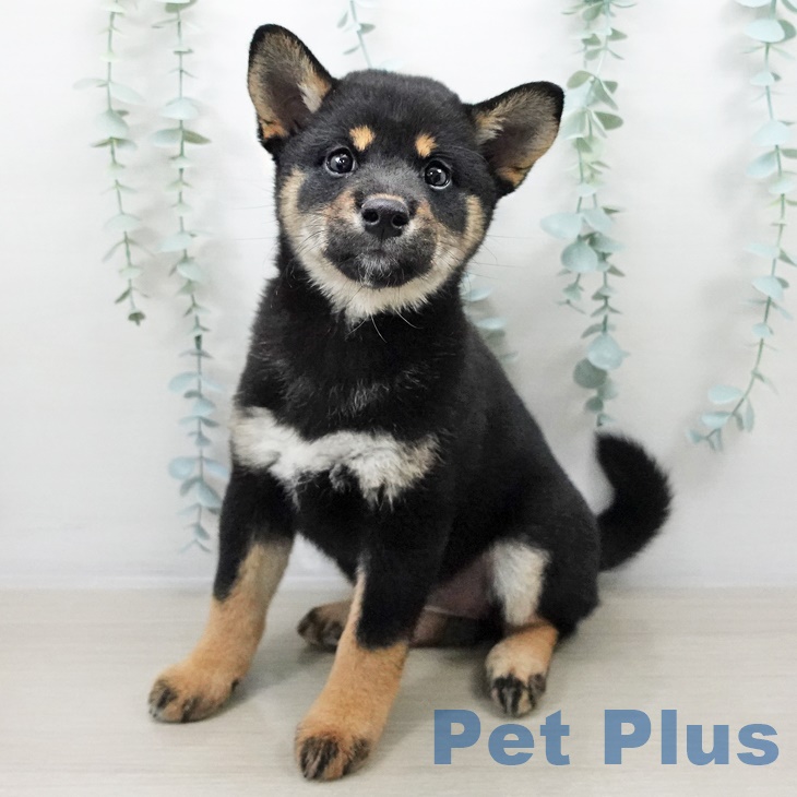 東京都の柴犬(標準サイズ) (南砂町SUNAMO店/2025年8月14日生まれ/女の子/黒)の子犬の1枚目の画像