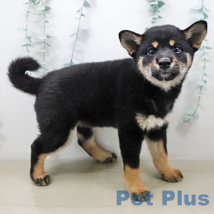 東京都の柴犬(標準サイズ) (南砂町SUNAMO店/2025年8月14日生まれ/女の子/黒)の子犬の2枚目の画像