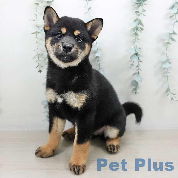 千葉県の柴犬(標準サイズ) (ペットプラス幕張新都心店/2025年8月14日生まれ/女の子/黒)の子犬の1枚目の画像