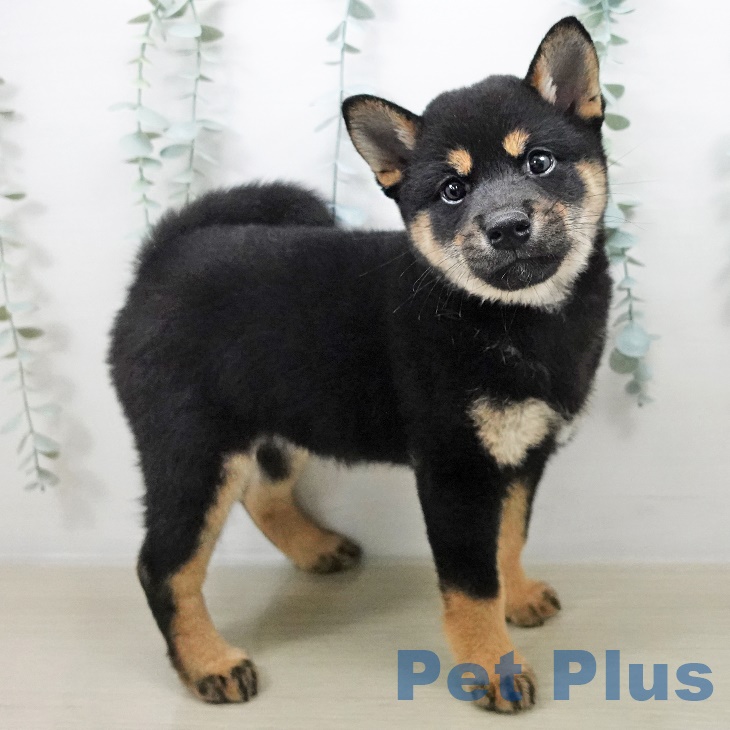 千葉県の柴犬(標準サイズ) (ペットプラス幕張新都心店/2025年8月14日生まれ/女の子/黒)の子犬の2枚目の画像