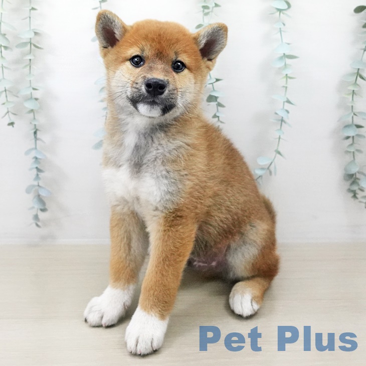 神奈川県の柴犬(標準サイズ) (ペットプラスアミーゴ藤沢店/2025年8月14日生まれ/男の子/赤)の子犬の1枚目の画像