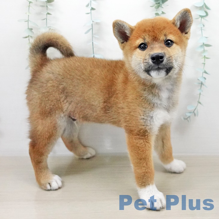 神奈川県の柴犬(標準サイズ) (ペットプラスアミーゴ藤沢店/2025年8月14日生まれ/男の子/赤)の子犬の2枚目の画像