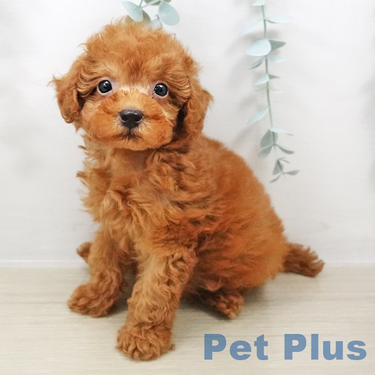 東京都のトイプードル(トイ) (ペットプラス 多摩平の森店/2025年8月11日生まれ/男の子/レッド)の子犬の1枚目の画像
