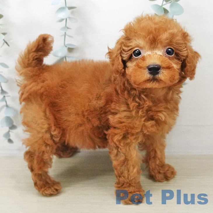 東京都のトイプードル(トイ) (ペットプラス 多摩平の森店/2025年8月11日生まれ/男の子/レッド)の子犬の2枚目の画像