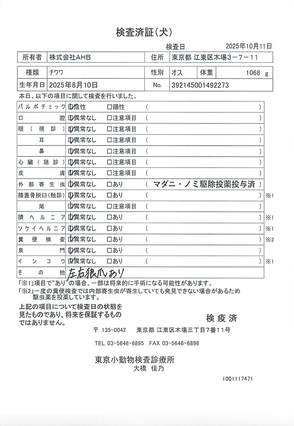 チワワ