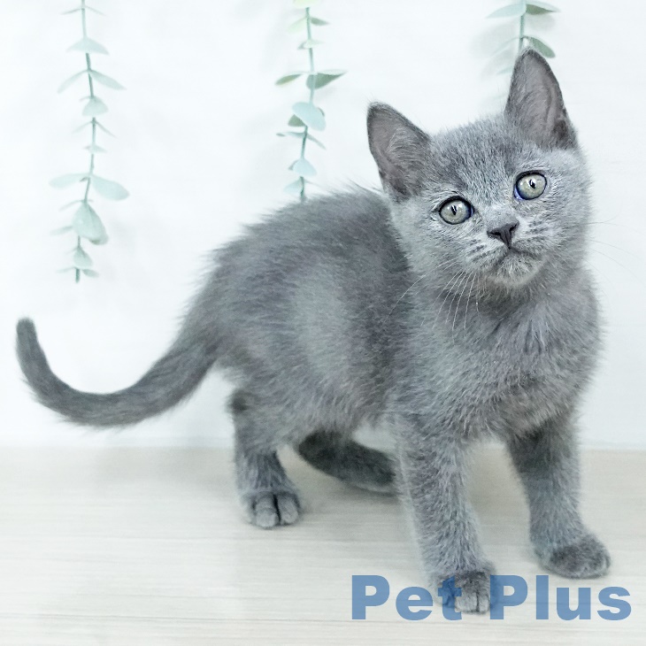 福岡県のブリティッシュショートヘアー (ペットプラス 福岡店/2025年8月12日生まれ/男の子/ブルー)の子猫の2枚目の画像