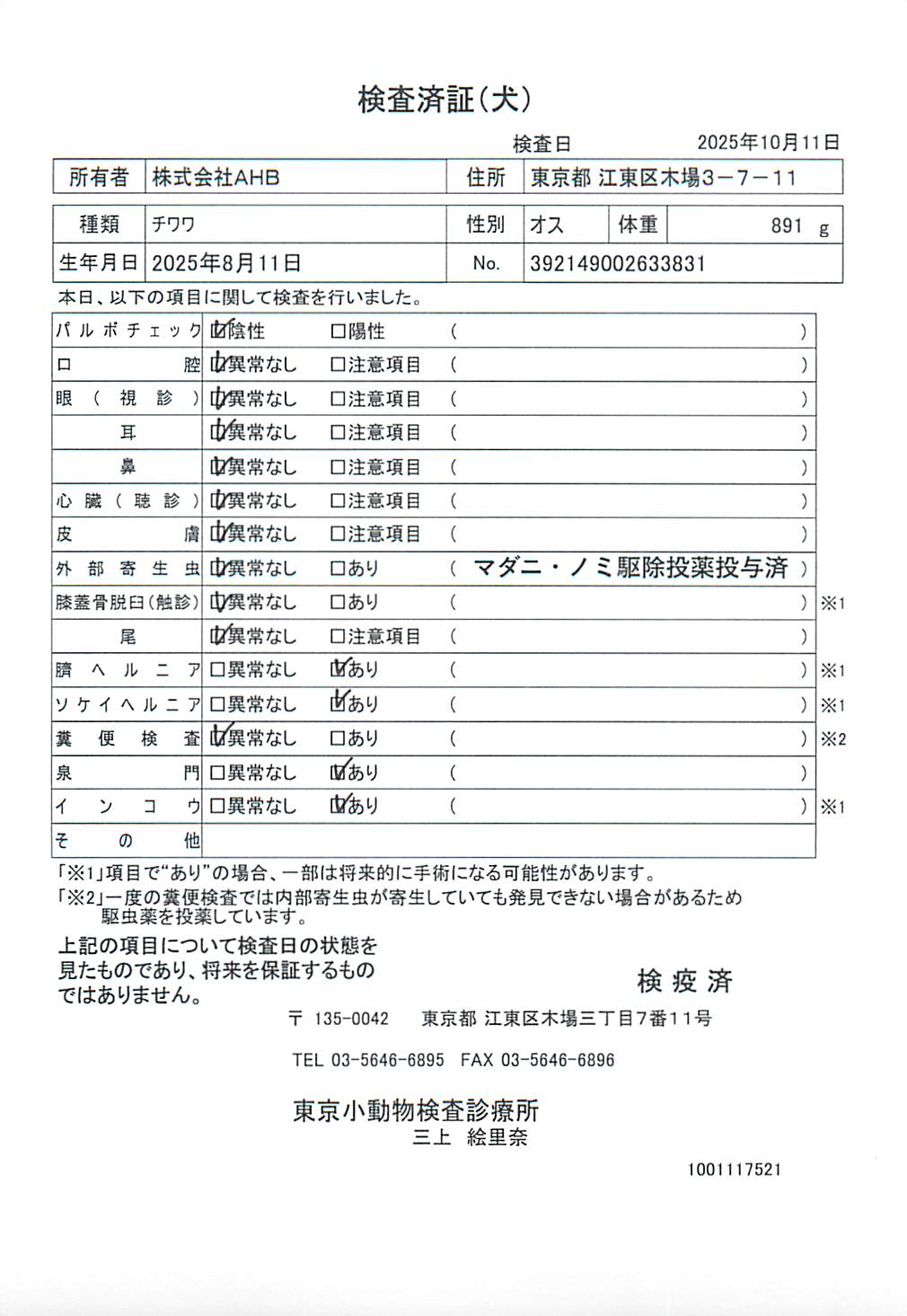 チワワ