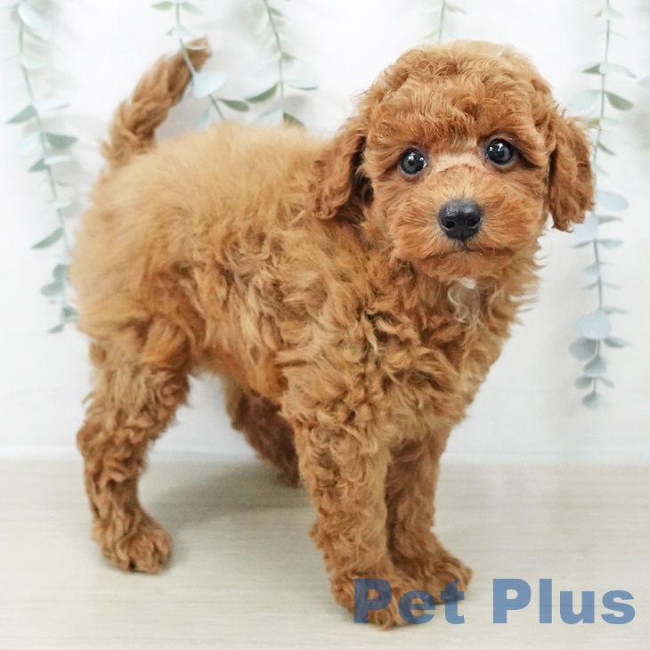 埼玉県のトイプードル(トイ) (ペットプラス 川口店/2025年8月15日生まれ/男の子/アプリコット)の子犬の1枚目の画像