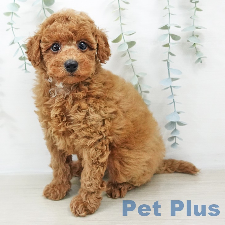 埼玉県のトイプードル(トイ) (ペットプラス 川口店/2025年8月15日生まれ/男の子/アプリコット)の子犬の2枚目の画像