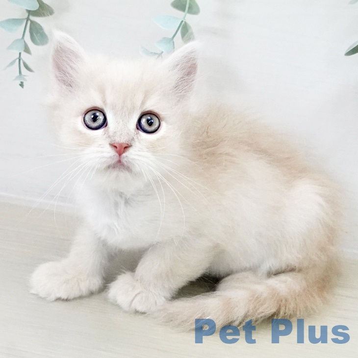 ミヌエットの写真2