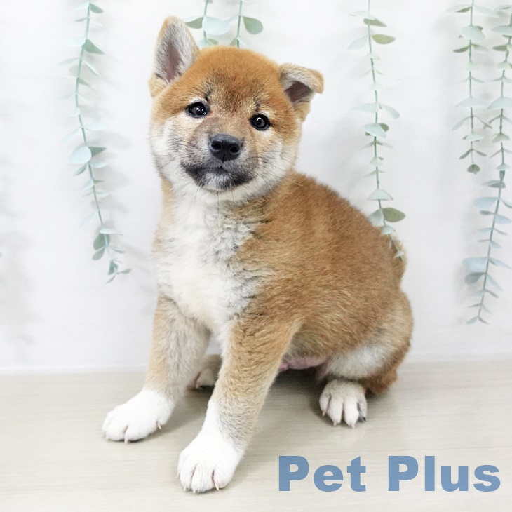 埼玉県の柴犬(標準サイズ) (八潮店/2025年8月15日生まれ/男の子/赤)の子犬の1枚目の画像