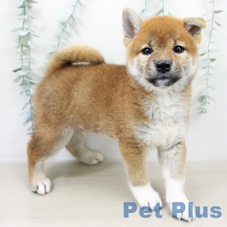 埼玉県の柴犬(標準サイズ) (八潮店/2025年8月15日生まれ/男の子/赤)の子犬の2枚目の画像