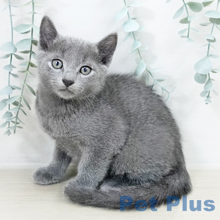 ロシアンブルー