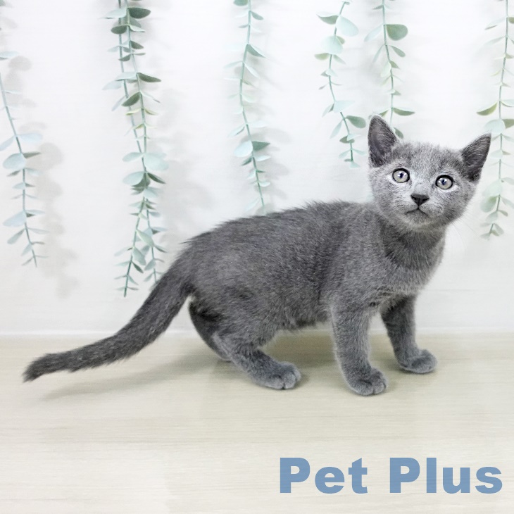 ロシアンブルーの写真2