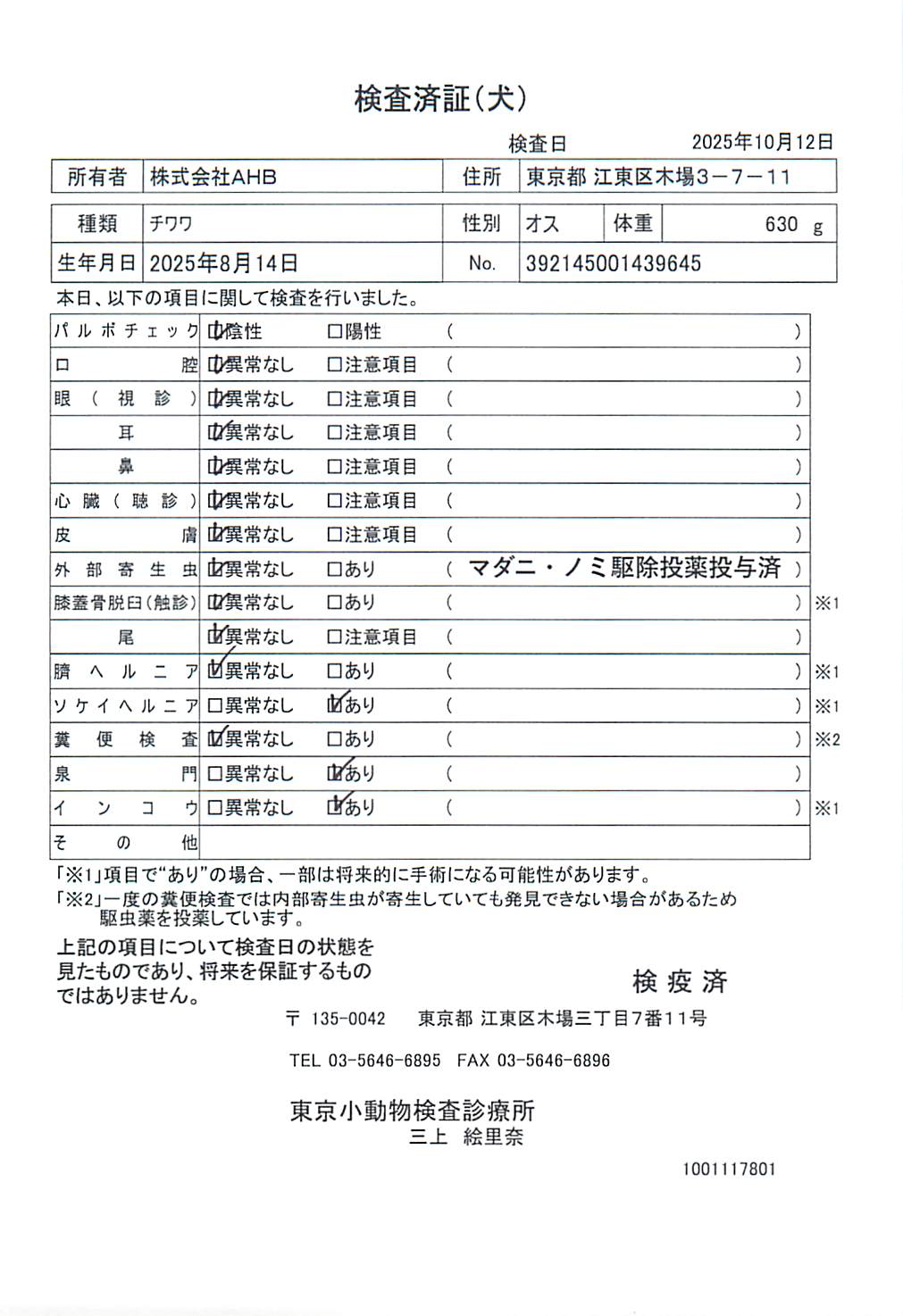 チワワ