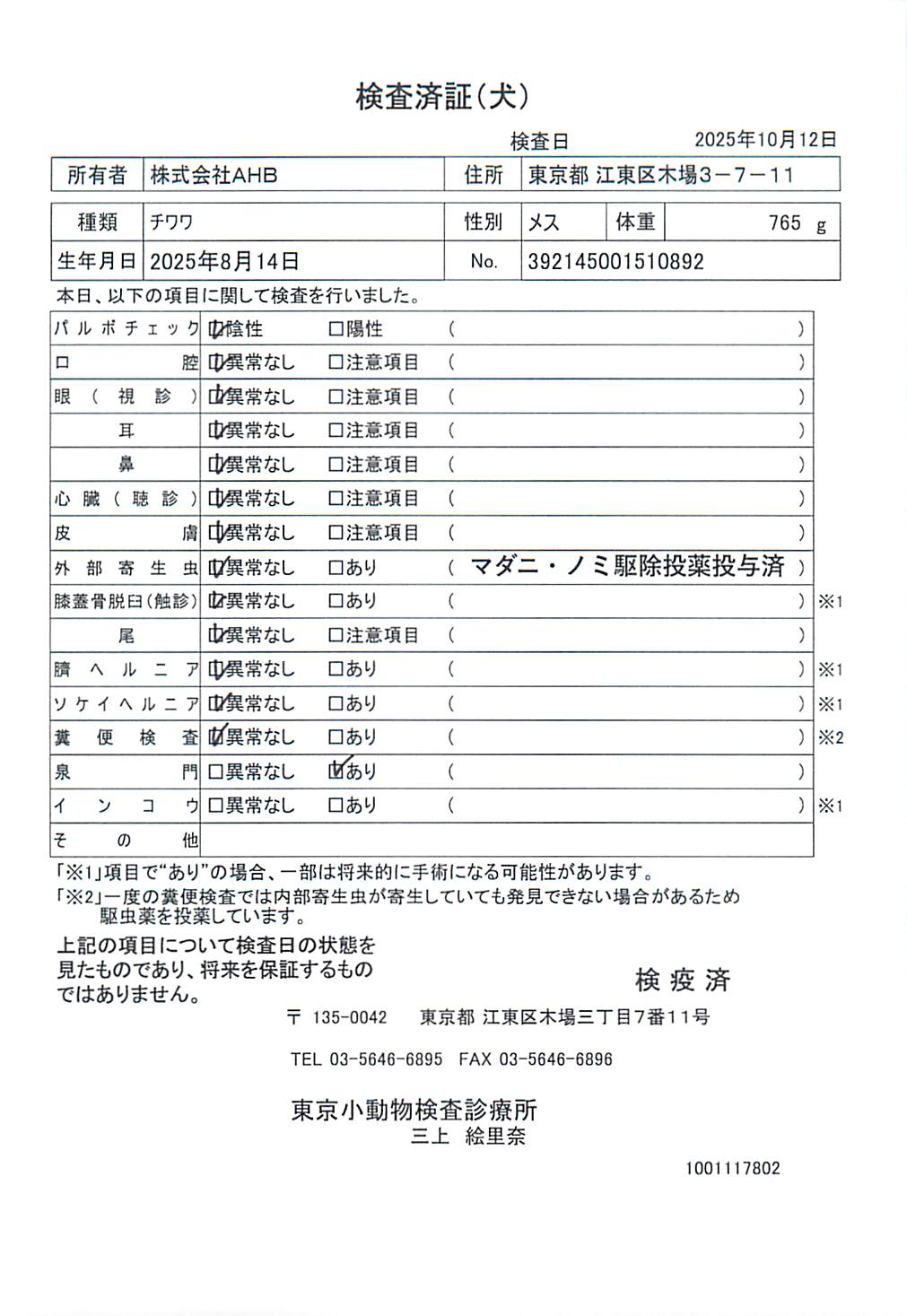 チワワ