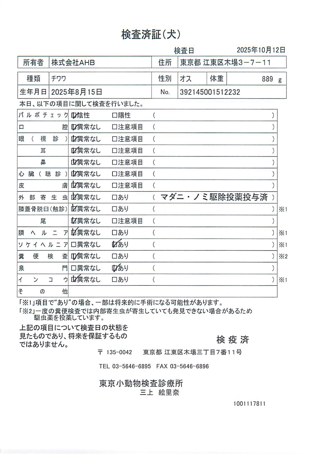 チワワ