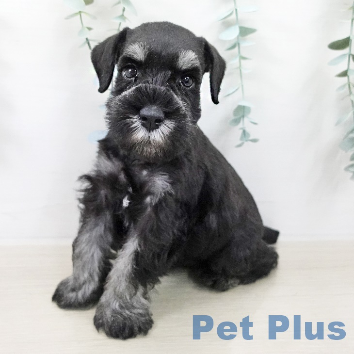 ミニチュア・シュナウザー