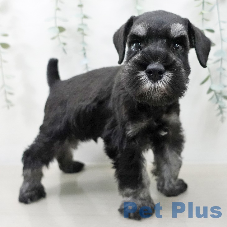 ミニチュア・シュナウザーの写真2