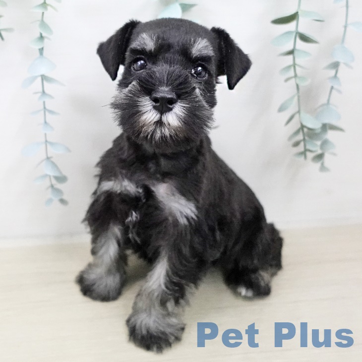 茨城県のミニチュアシュナウザー (ペッツワン つくば店/2025年8月14日生まれ/男の子/ブラックシルバー)の子犬の1枚目の画像