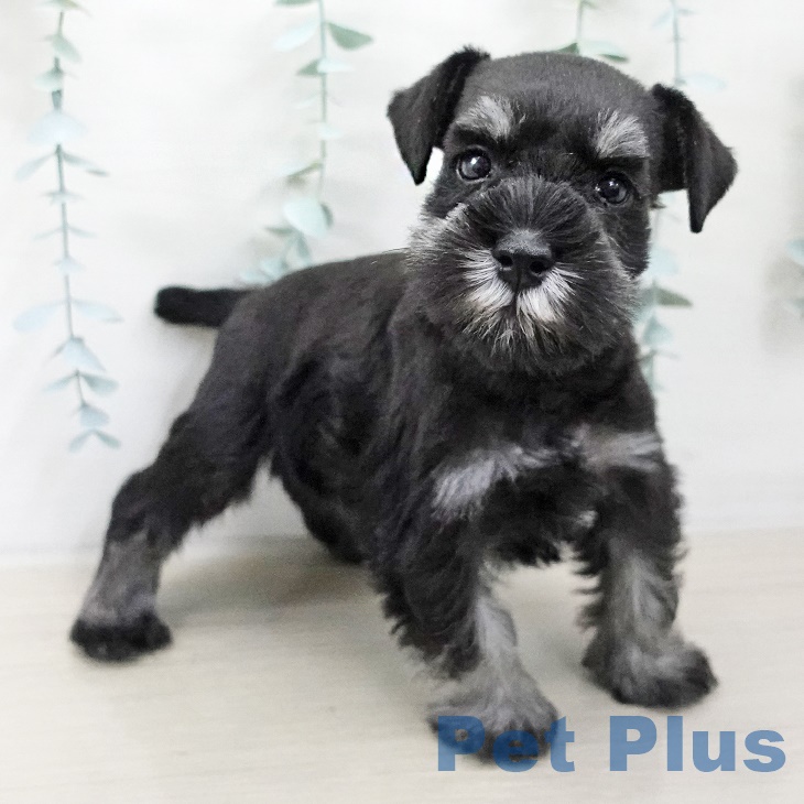 茨城県のミニチュアシュナウザー (ペッツワン つくば店/2025年8月14日生まれ/男の子/ブラックシルバー)の子犬の2枚目の画像