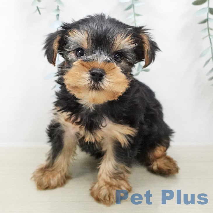 ヨークシャー・テリア