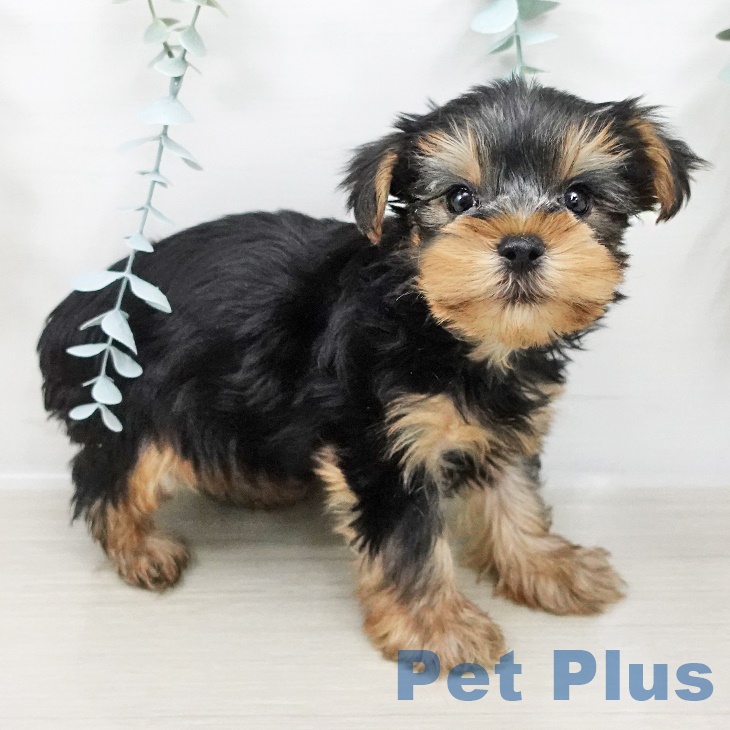神奈川県のヨークシャーテリア (ペットプラス 湘南平塚店/2025年8月16日生まれ/男の子/スチールブルータン)の子犬の2枚目の画像